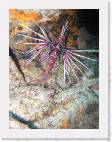 Lionfish3 * 1500 x 2000 * (377KB)